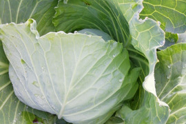 朝露したたる！超新鮮！朝どりキャベツ　4玉