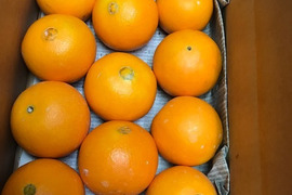 濃熟国産（三ヶ日）ネーブルオレンジ約4㎏（8玉～11玉）
