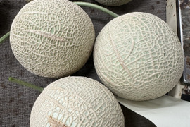 【緊急放出】外まで甘いマスクメロン1玉1.4kg箱入り