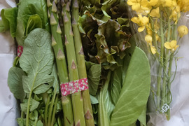北海道 お試し割引 旬の野菜セット 柔らか 肉厚 約10品種