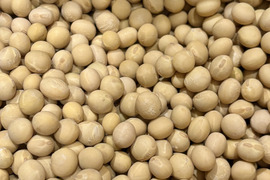 【北海道産】農薬･化学肥料･除草剤不使用‼️濃厚で美味🌟希少品種『鶴の子大豆』‼️400g✉メール便