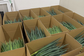 採れたて直送！西三河産の青ネギ5kg　使いきりサイズ　香り・食感に自信あり