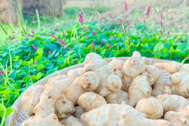 おおふくの菊芋10キロ〜生でシャキシャキ加熱でほくほく〜京都府産農薬不使用有機肥料栽培