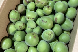 【訳アリ梅】自然栽培 農薬・化学肥料不使用の梅！品種サイズ混合5kg