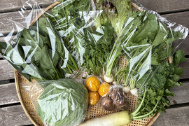 お試し！小さな農家、旬のお野菜セット　5品目＜農薬、化学肥料不使用＞【冬ギフト】