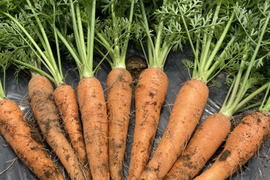 はぴぱら産の甘い葉付きにんじん🥕(1kg)