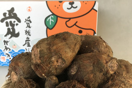 秋の味覚里芋【伊予乃小町】色々な料理に相性バッチリ！(3kg)