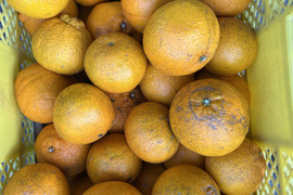 お徳用不知火Ｂ品9.5kg（約22～40玉）🍊 見た目の良く無いものになります