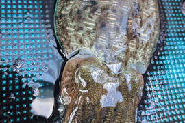 一本釣り　大型　活　モンゴウイカ　活〆冷凍　1.6k（一杯）