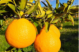 有機JAS認証　愛媛県産『しまなみ潮風柑橘』　伊予柑　(ご家庭用・５㎏箱込み)