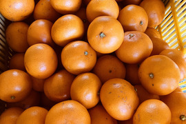 とろける食感！柑橘の大トロ！！
せとか(ご家庭用　小玉3キロ)