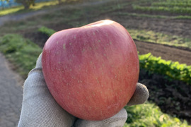 【新年大特価】訳あり　小玉ふじ　農薬50%減　10㎏