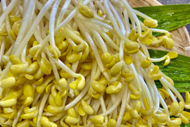 【全て手作業】職人による根切り大豆もやし(1kg)