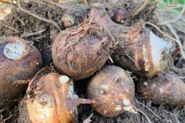 美味しい里芋! 石川早生 2kg 京都府産