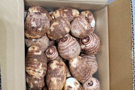 トロっとねっとり土付き里芋！舌触りなめらか！サイズ不揃い約2.5kg(60サイズ箱)