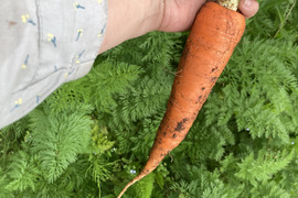 農薬・化学肥料不使用　人参　箱込２kg