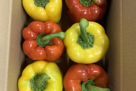 ぎゅっと甘い！島原産パプリカ(大・赤黄・1kg)