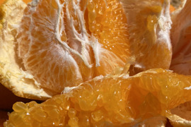 春だよ♪『はるみ』2.5kg  農家直送（家庭用）