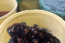 【期間限定】青森県佐井村　津軽海峡産　黒ナマコ(小)　約１kg