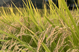 【R7年産】生活排水なしの一番水　自然栽培窪野米イセヒカリ18㎏【精米】