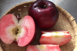酸っぱい！赤肉りんご「紅の夢」（２㎏）