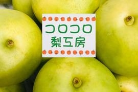 【とにかくシャキシャキ‼️】ゴールド二十世紀梨①✨️二十世紀ゆずりの爽やかな甘みとシャキシャキジューシー💦日持ち良し‼️贈答用約2.2kg(5~7個)✨️8月下旬からの発送