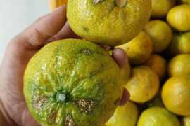 ジャバラ【超訳あり】5kg(箱込)