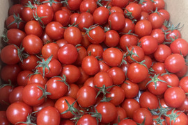 『ミニトマト3kg箱』『ピカピカ』新鮮＋ちょうどいい酸味　美味しい満足‼️トマト🍅〜
