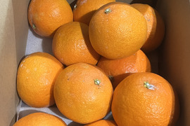 数量限定！紅まどんな3kg