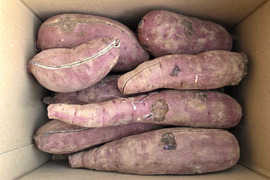 【訳あり品】べにはるか　15kg　さつまいも　貯蔵期間３カ月　熟成　規格外