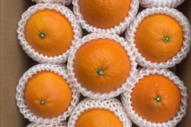 【化粧箱大　まどんな　 愛媛県産　ゼリーのような食感　愛果28号　除草剤使用無 万田酵素散布】