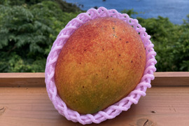 屋久島産マンゴー【アップルマンゴー】　約１キロ（２〜３ケ）【栽培中農薬不使用マンゴー】