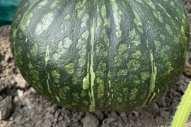 【限定品】北海道産天ぷら煮物にOK！ホクホクで人気のみやこかぼちゃ(10キロ入)