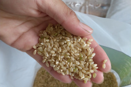 『令和４年度産』●●玄米●自然が育んだ美味しいお米★もろみ米【コシヒカリ】２㎏