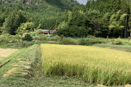 山の湧き水と豊かな自然で農薬•除草剤•化学肥料を使用せずに育ったおいしいお米(いのちの壱)