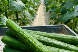 【特別価格】【訳あり】【朝採れ】星３つ🌟新鮮朝採りきゅうり🥒2.0kg色々詰め合わせ【千葉県旭市産】
