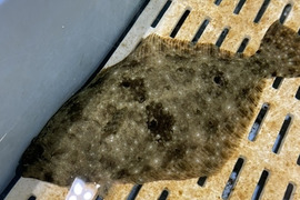 【天草直送】天然ヒラメ神経締め＋血抜き済★熊本天草市場直送品！【海から食卓まで最短距離でお届けします♪