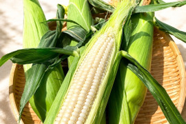 まるでスイーツ！その甘さ、ショコラ級！白いとうもろこし「朝採りホワイトショコラ」