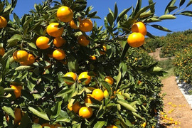 しんなり！青島大小（M~２L混合）7kg