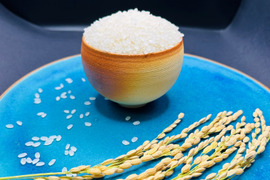 令和７年新米予約‼　にじのきらめき　白米4.5Kg 【福岡の農家直送】