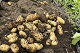 寄居発 採れたてじゃが芋メークイン5kg