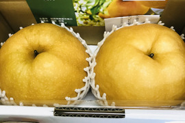 大きさにびっくり‼️今シーズン1番‼️【限定1ケース】完熟新高梨3.5kg(超大玉2個入)甘くてとってもフルーティー✨️
