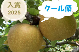 【クール便】【家庭用】鳥取県の梨「新甘泉」糖度14度　約5ｋｇ