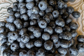 ＜自然栽培の生ブルーベリー　５００ｇ＞肥料不使用、農薬も不使用、きめ細かな食感で美味の≪ハイブッシュ系生ブルーベリー≫を八ヶ岳南麓よりお届します