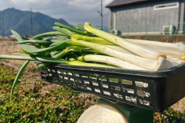 もうすぐ完売‼️この時期にしか食べれません九条太ネギ 2kg｜農家直送 新鮮 朝採れ 甘みたっぷり 鍋・焼きネギ　寒さで甘み増し増しです‼️