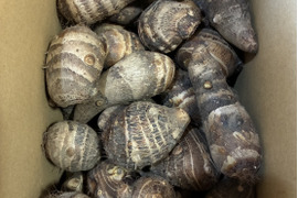 えび芋5キロ 栽培期間中農薬不使用　有機肥料栽培