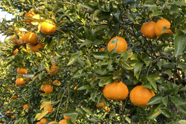 【予約販売】🍊完熟はるみ(3kg箱)