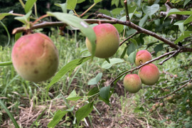 🩷自然農🍑高知産桃みたいな梅⭐︎農薬化学肥料除草剤なし無肥料💖つやつや稀少2キロ中〜小のこぶり