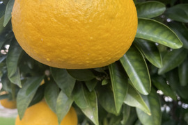 食べチョク限定　【グレープフルーツ・はっさく・甘夏など】混合セット。すべて農薬は未使用　箱込みで4・8キロ以上