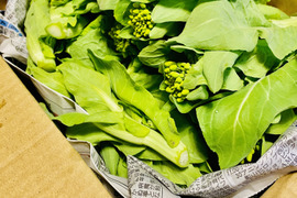 春の風味！白菜なばな　800g　採れたてをお届け！